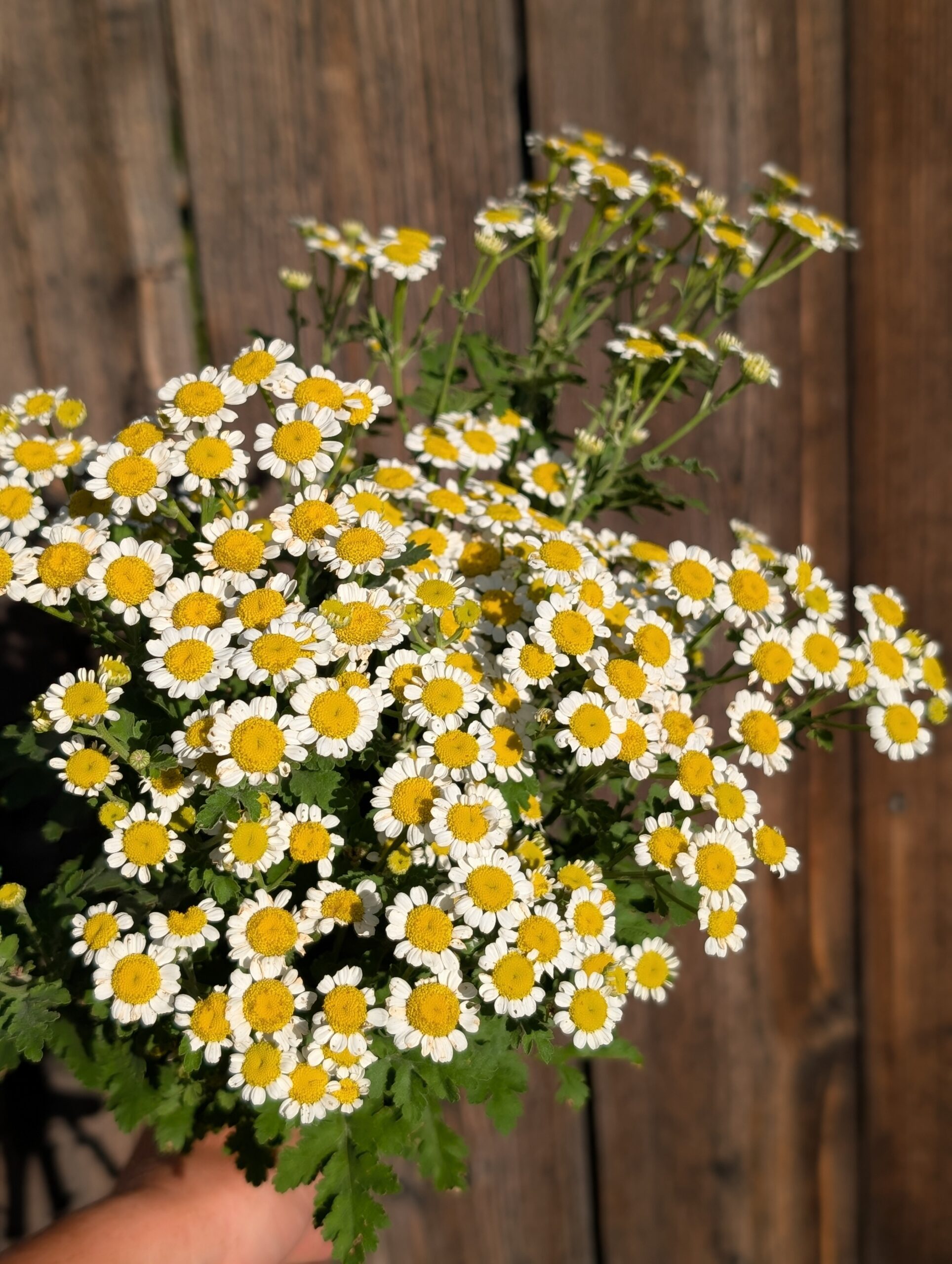 Delivery- Estes, Golden, Denver, and more