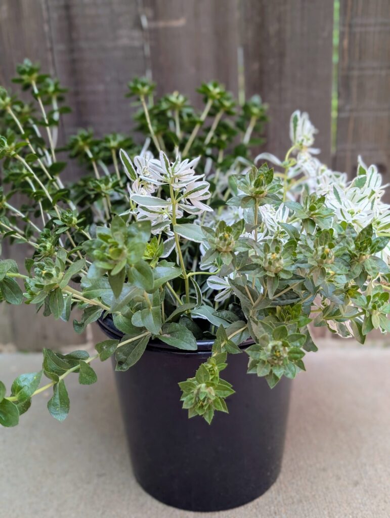 DIY Foliage Bucket
